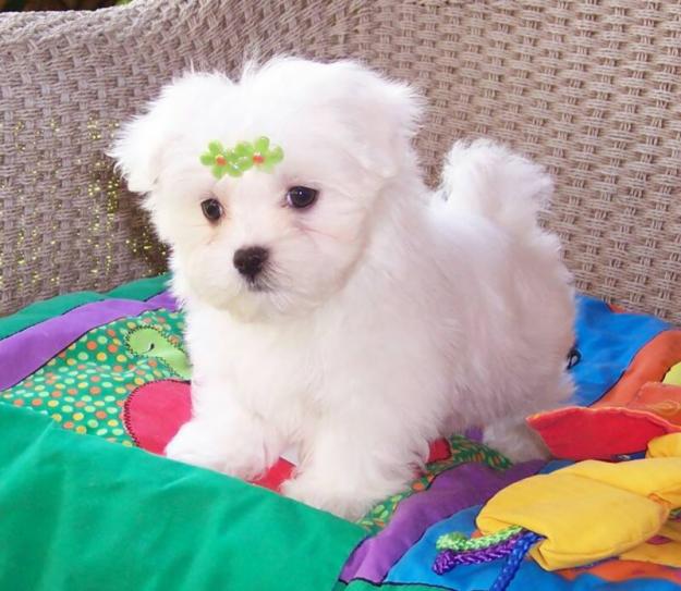 Teacup maltese puppy for free