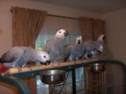  Beautiful, tamed parrots for sale and their fresh laid eggs