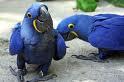 cute and adorable hyacinth macaws for sale     
